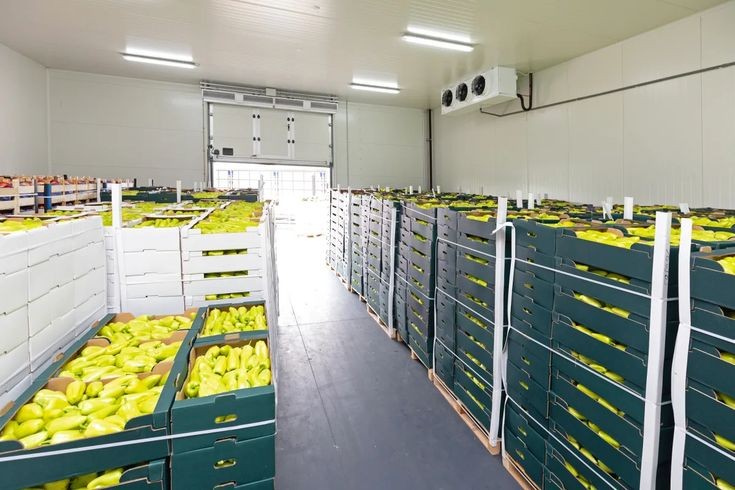 The Complete Guide to Cold Storage for Fruits and Vegetables